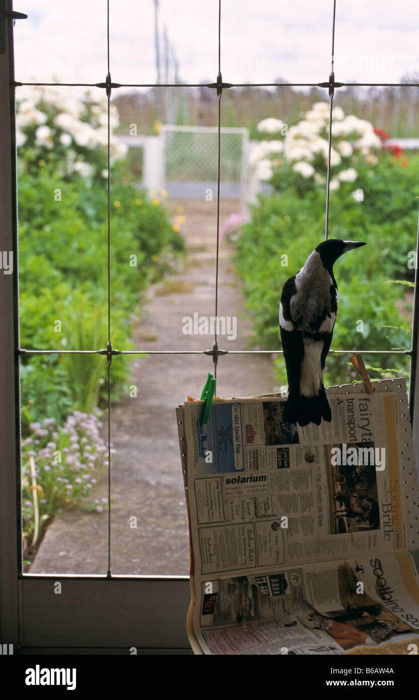 Pet magpie, Australia Stock Photo