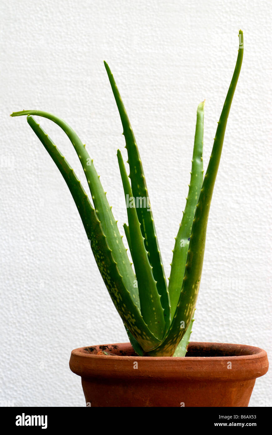 ALOE VERA A MEDICINAL PLANT Stock Photo - Alamy