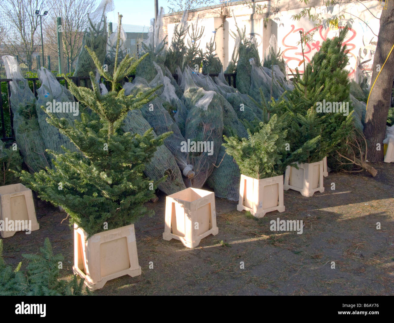 UK.Christmas trees for sale at a stall in Columbia Road flower market