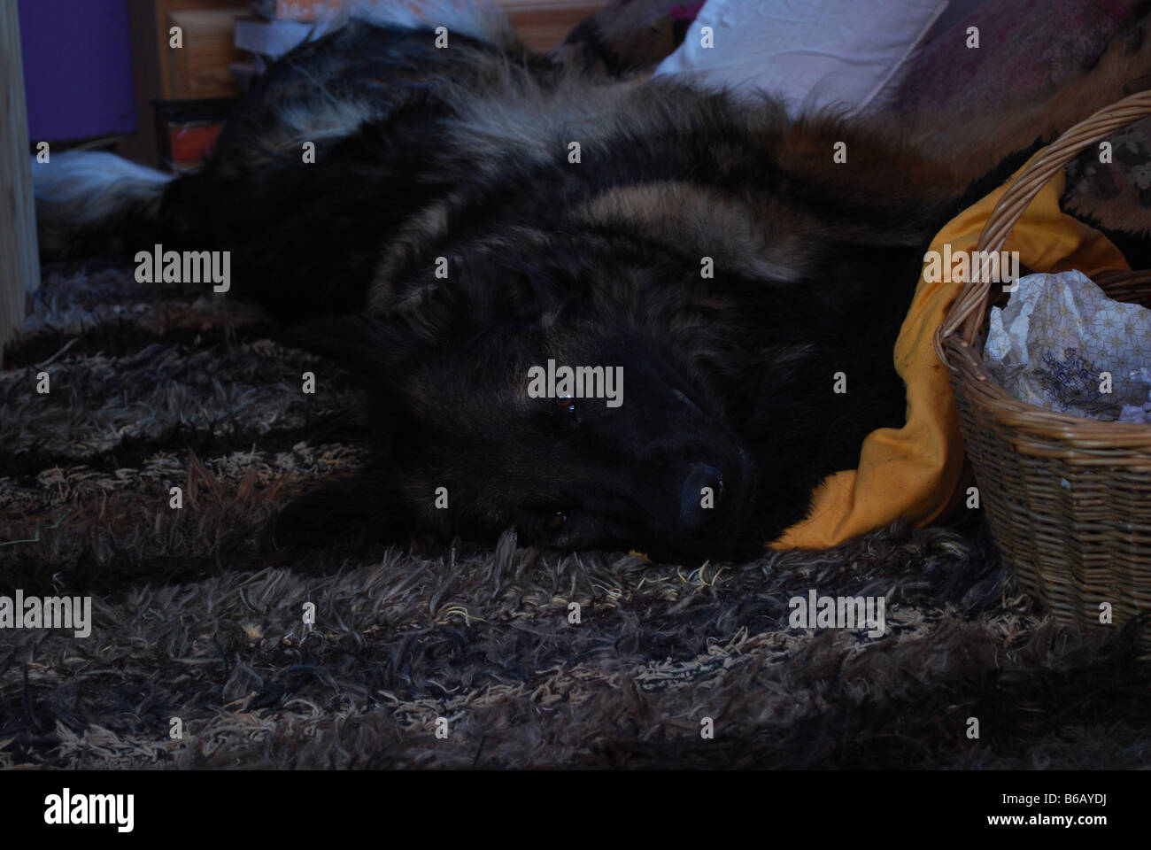 Why Does My Dog Roll Around On His Back On The Carpet