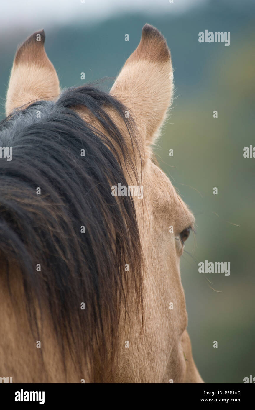 Kiger Mustang horse ears Stock Photo - Alamy