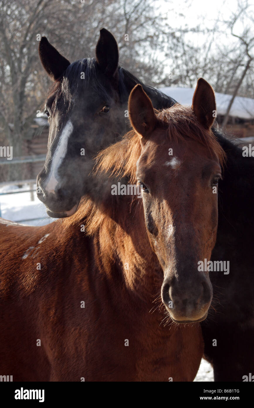 Two horses and close up hi-res stock photography and images - Alamy