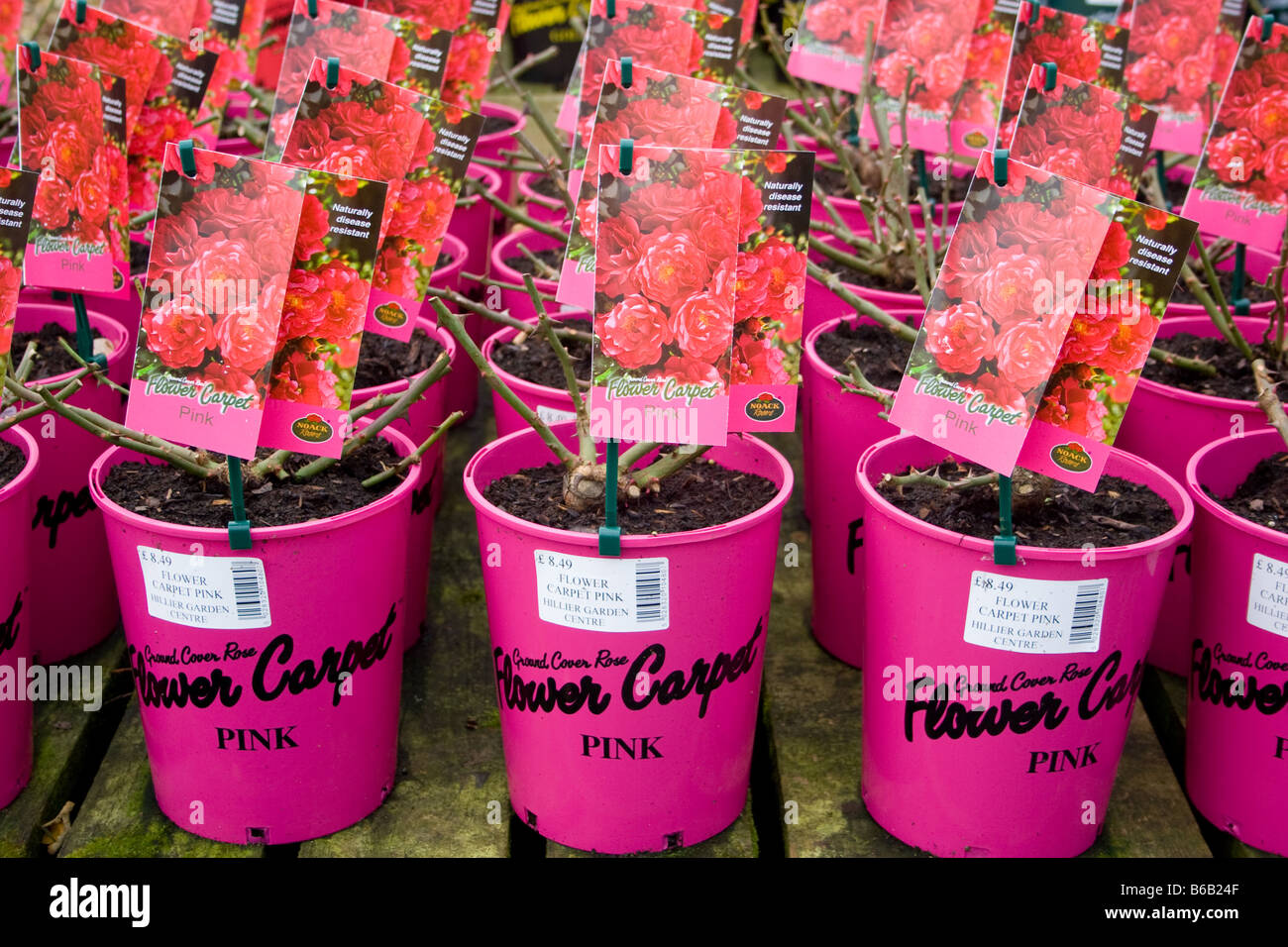 The colour of Rose Stock Photo - Alamy