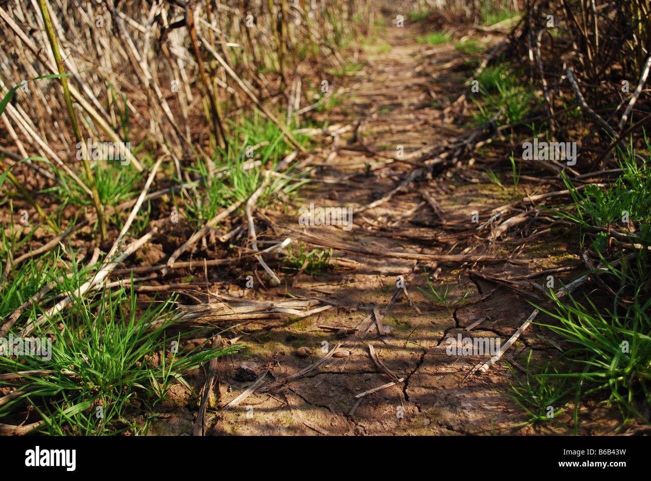 dried up cracked mud path through a burnt off soya bean field on a sunny day, herefordshire, england Stock Photo