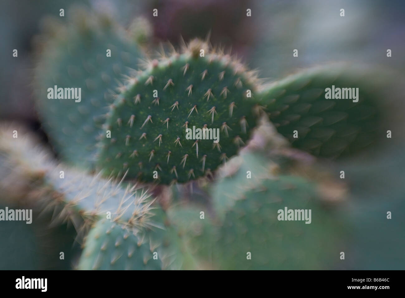 Closeup details of cactus Stock Photo