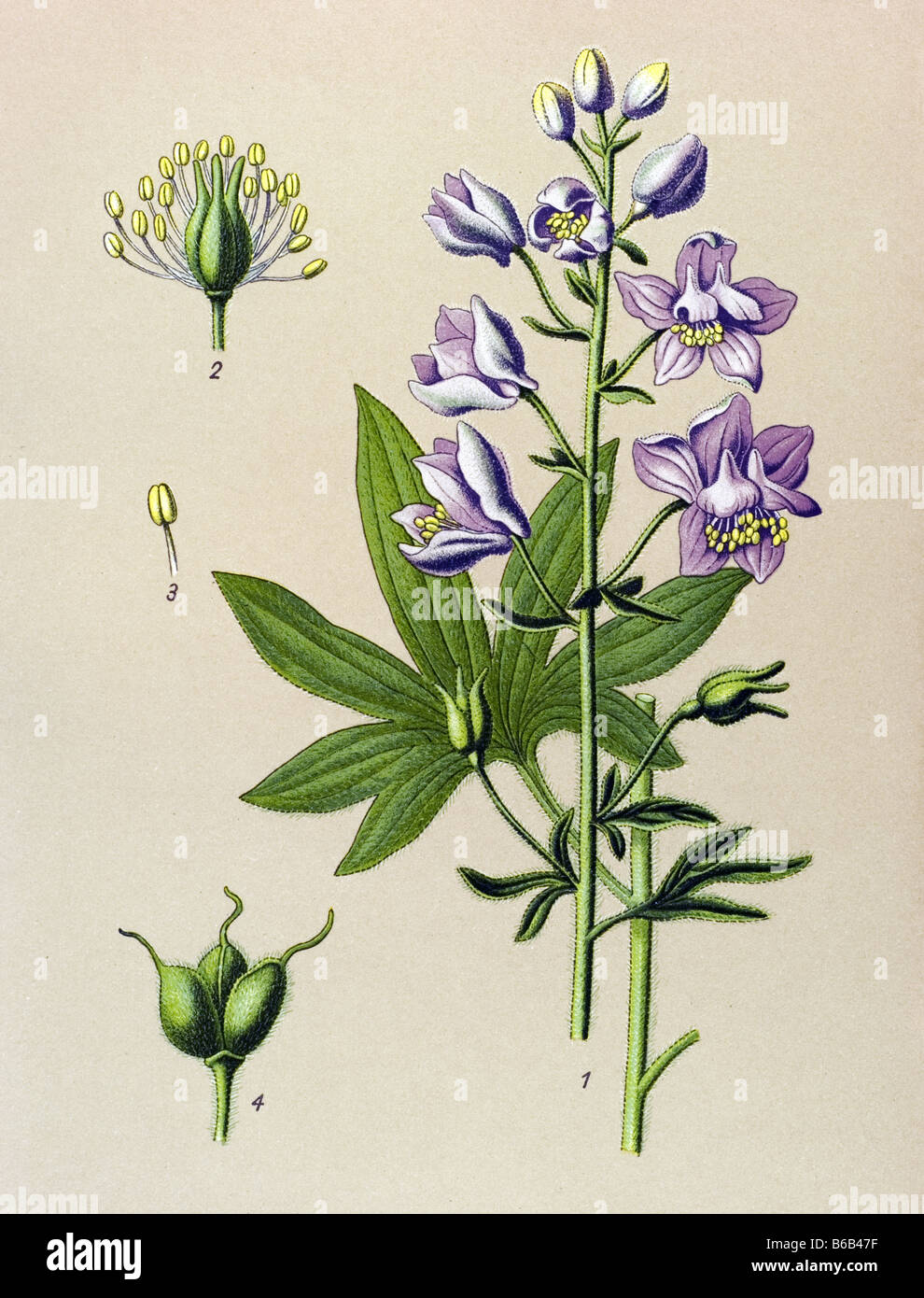 Larkspur, Delphinium Staphysagria, poisonous plants illustrations Stock Photo