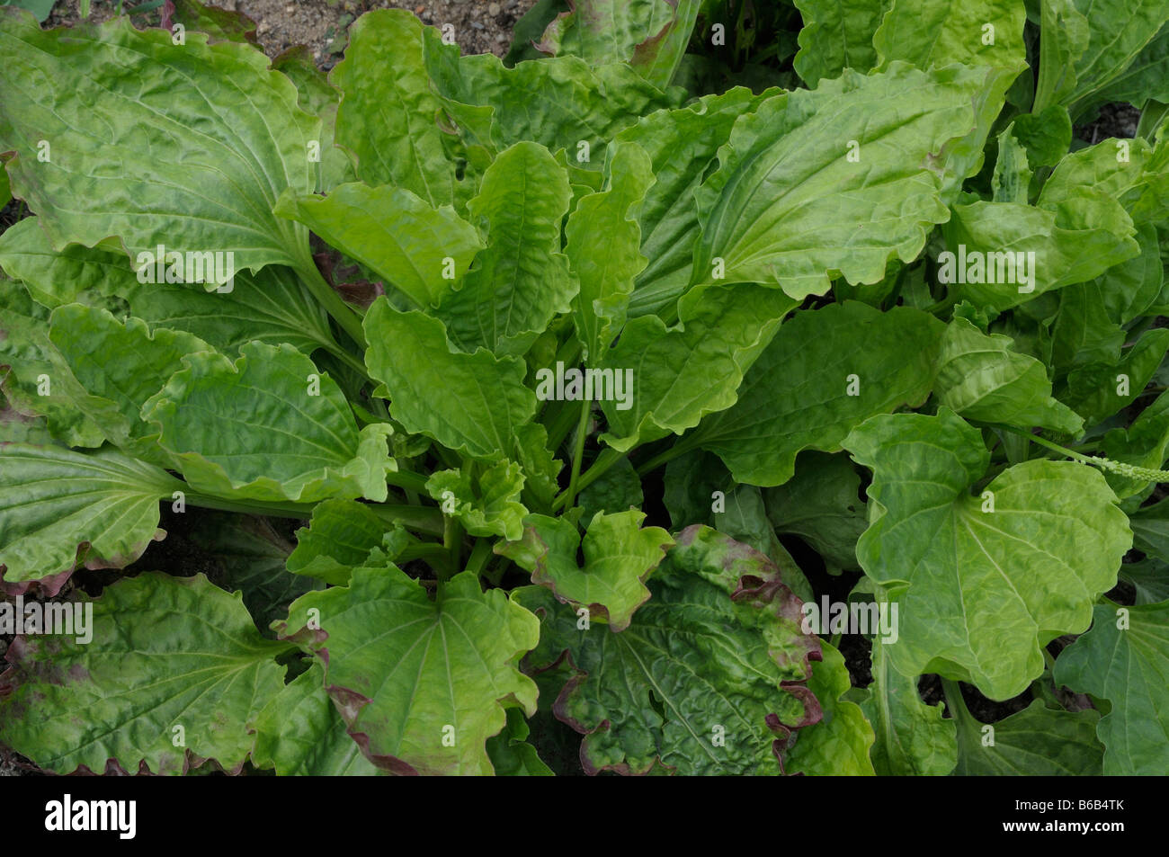 Common Plantain, Broadleaf Plantain (Plantago major), leaves Stock Photo