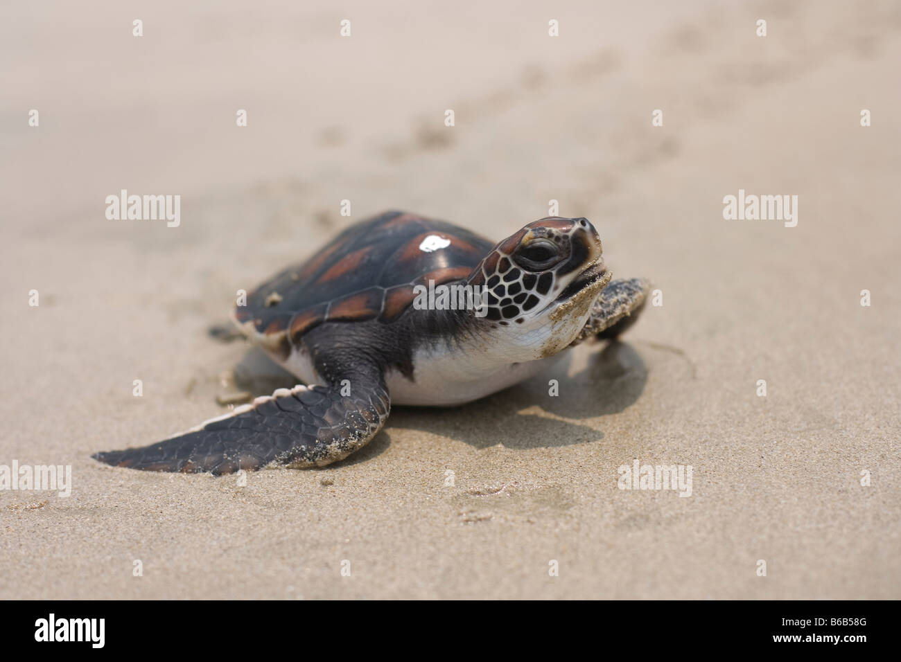 Hong kong green sea turtle hires stock photography and images Alamy
