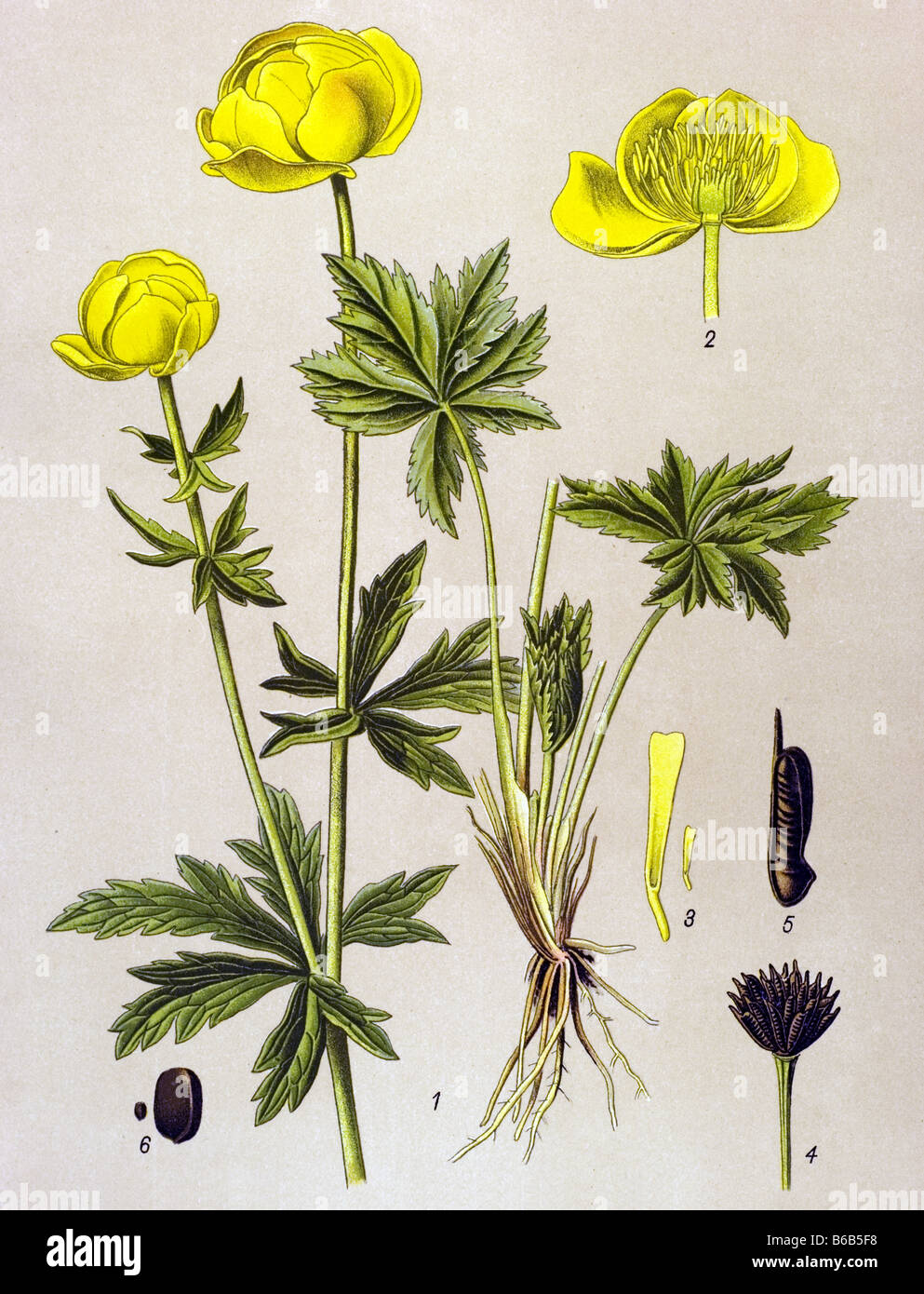 Globe-flower, Trollius europaeus, poisonous plants illustrations Stock Photo