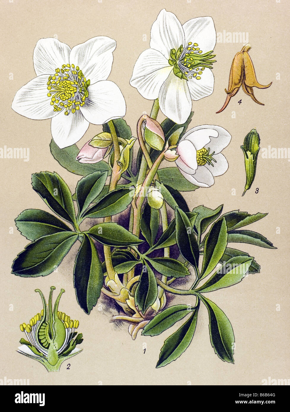 Hellebore, Helleborus niger poisonous plants illustrations Stock Photo