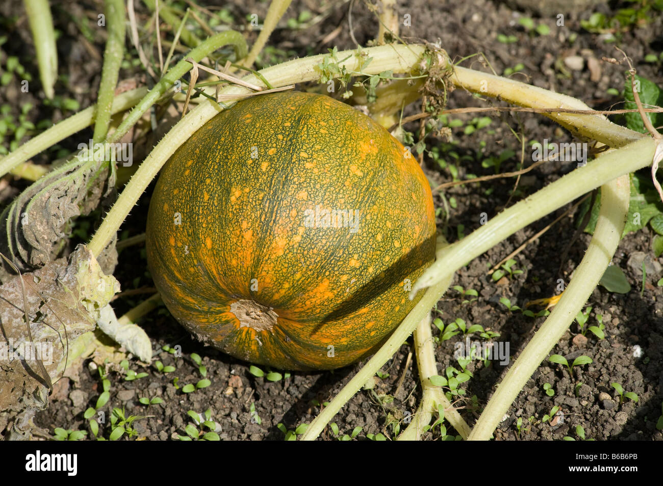 Pumpkin growing outdoors. Stock Photo