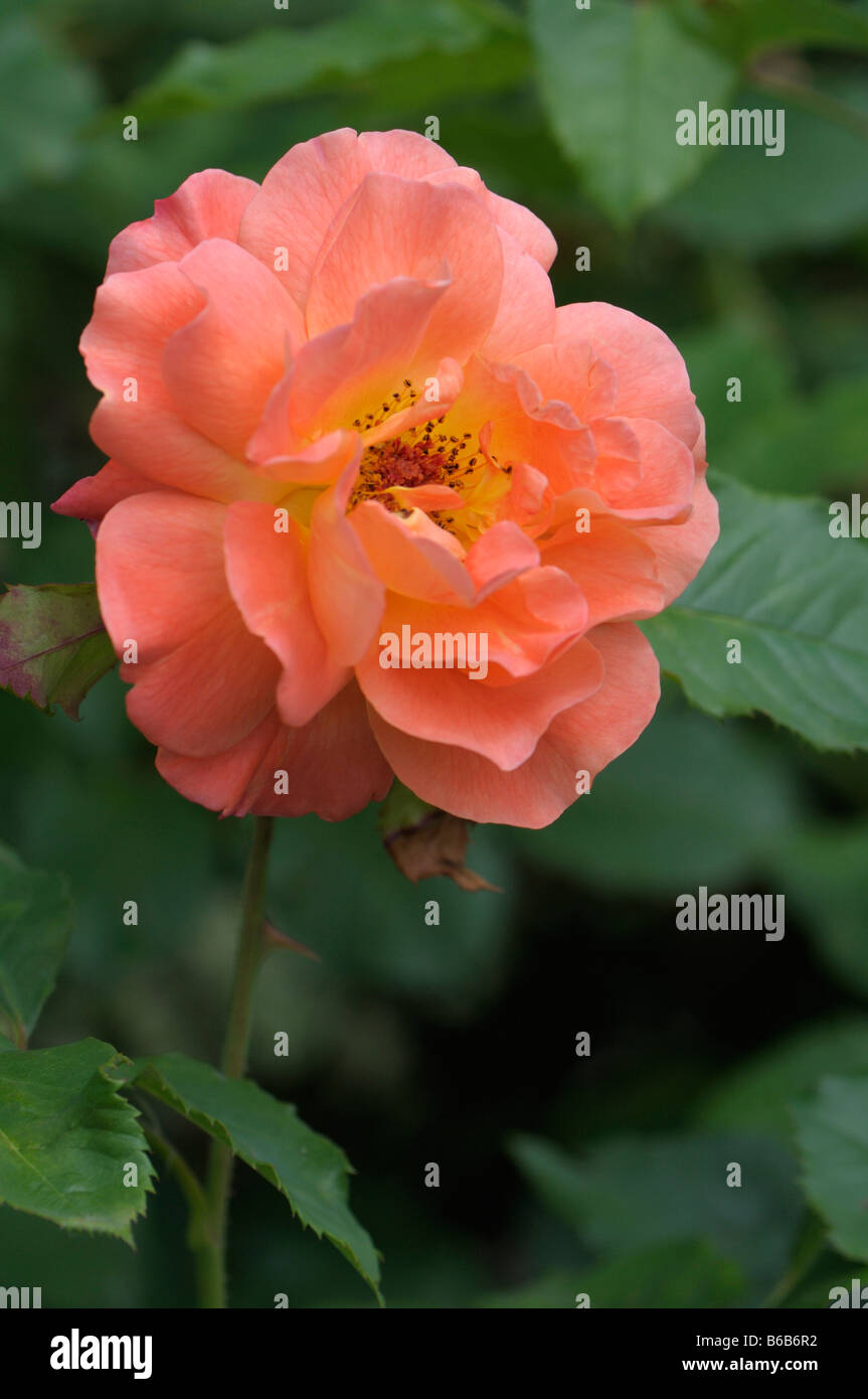 Rose (Rosa sp.), variety: Westerland, flower Stock Photo