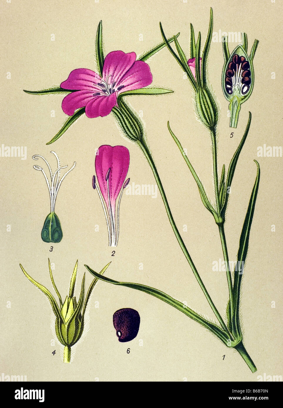 Common Corncockle, Agrostemma githago, poisonous plants illustrations Stock Photo