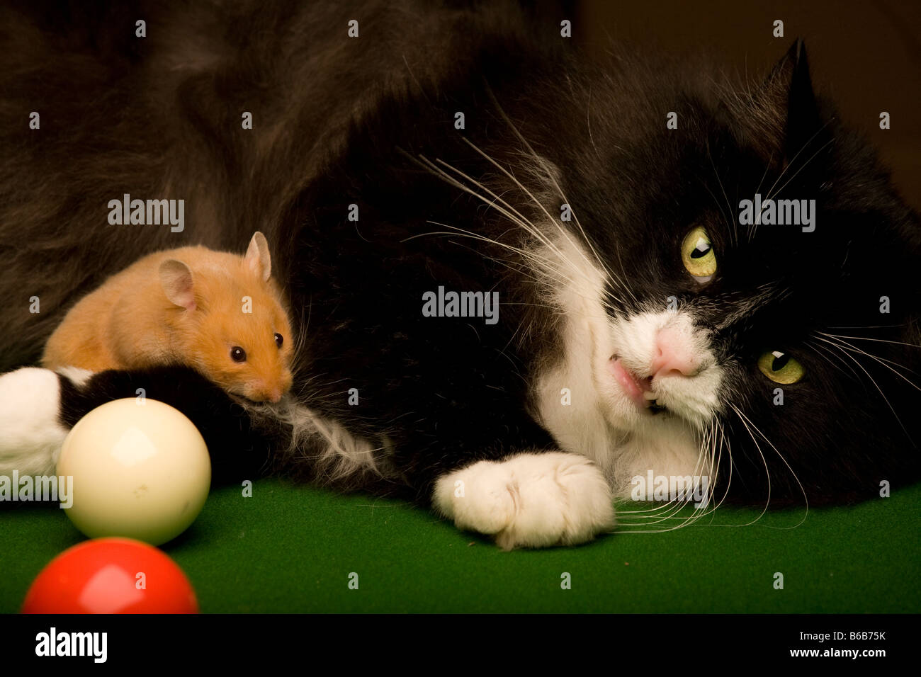 Cat and Hamster and balls on snooker table Stock Photo Alamy