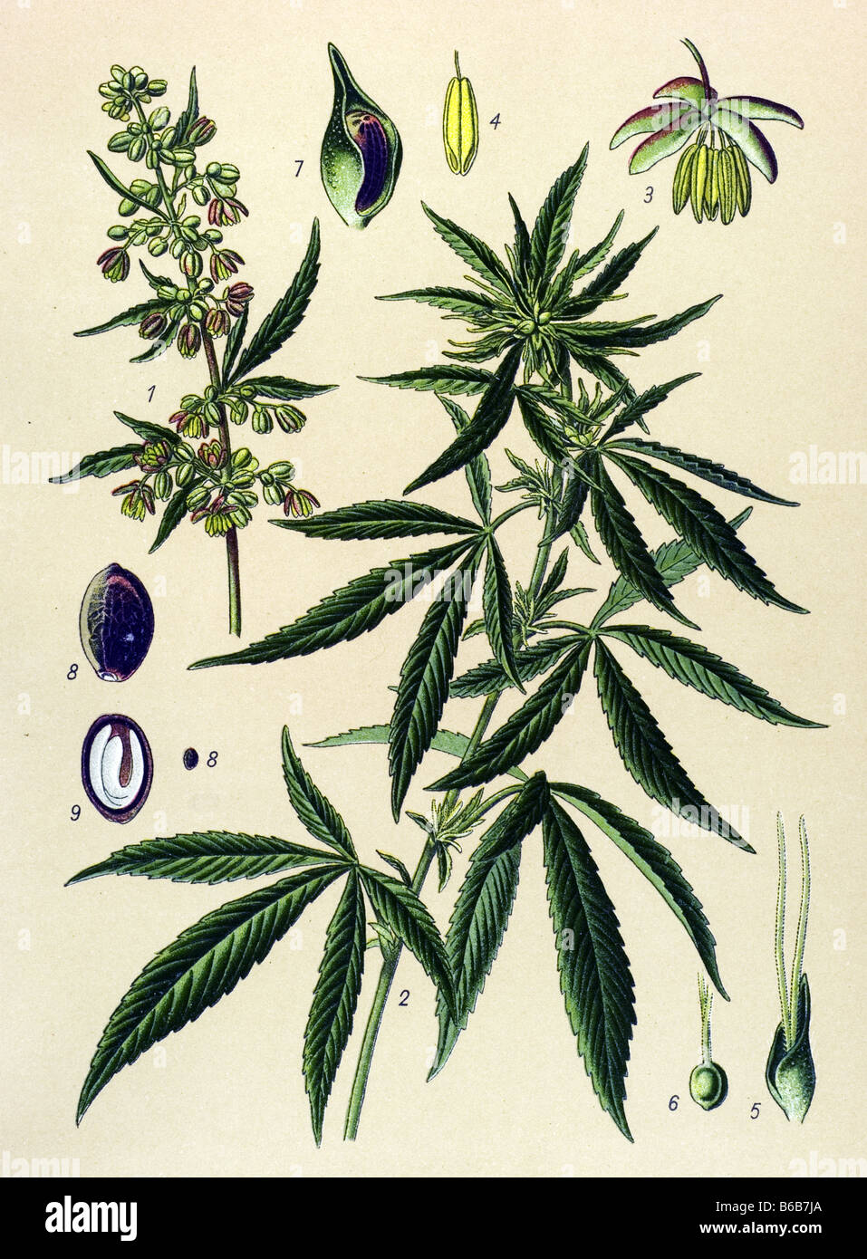 Cannabis sativa, poisonous plants illustrations Stock Photo