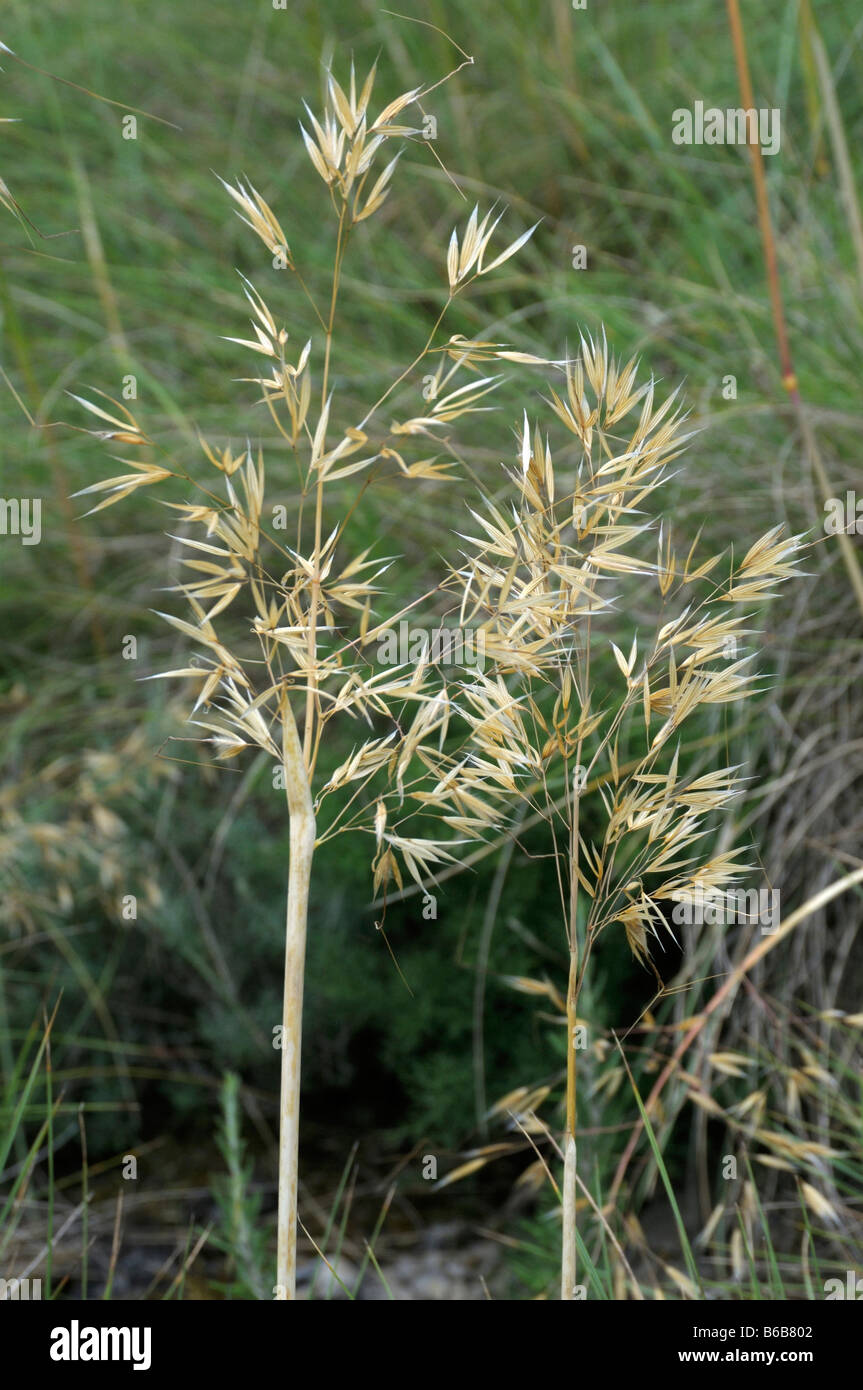 Feather Grass, Needle Grass, Spear Grass (Stipa lagascae, Nassella