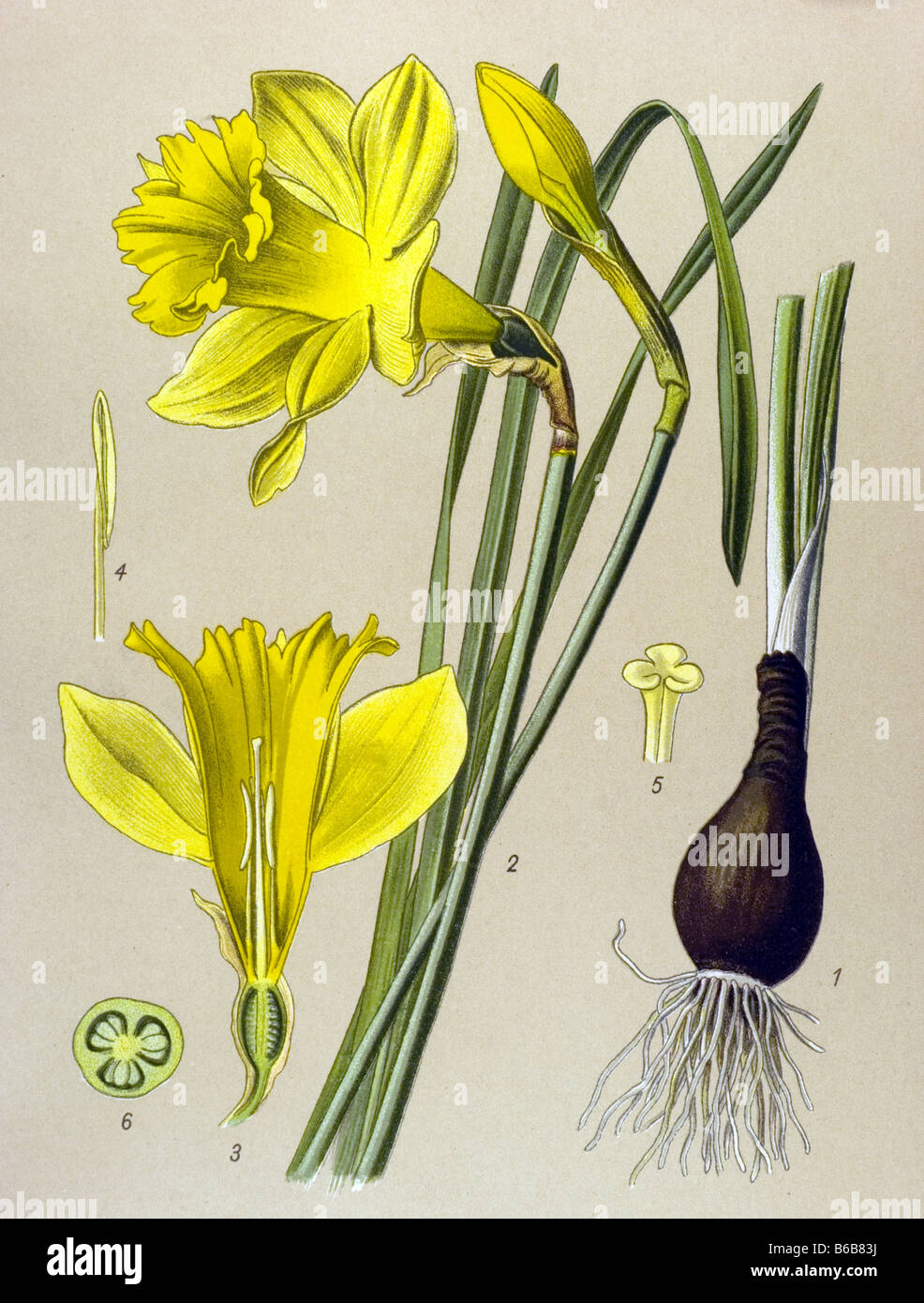 Wild daffodil, Narcissus pseudonarcissus, poisonous plants illustrations Stock Photo