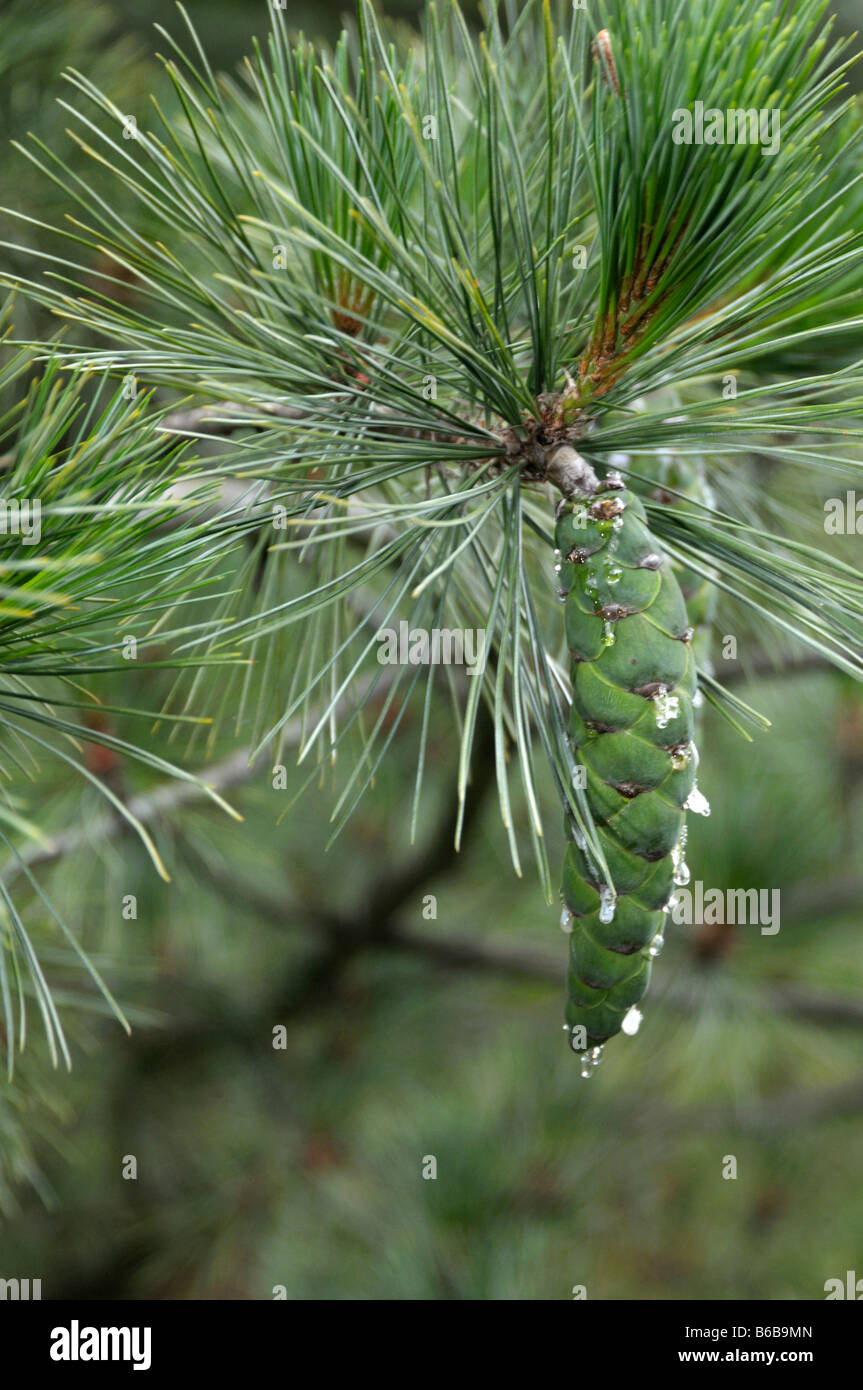 Macedonian Pine (Pinus peuce), twig with fresh cone Stock Photo