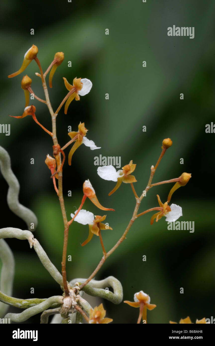 Tropical Orchid (Solenangis sp.), flowering twig arising from aerial root Stock Photo
