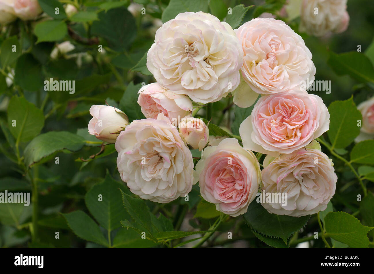 Rose (Rosa sp.), variety: Pastella, flowers Stock Photo
