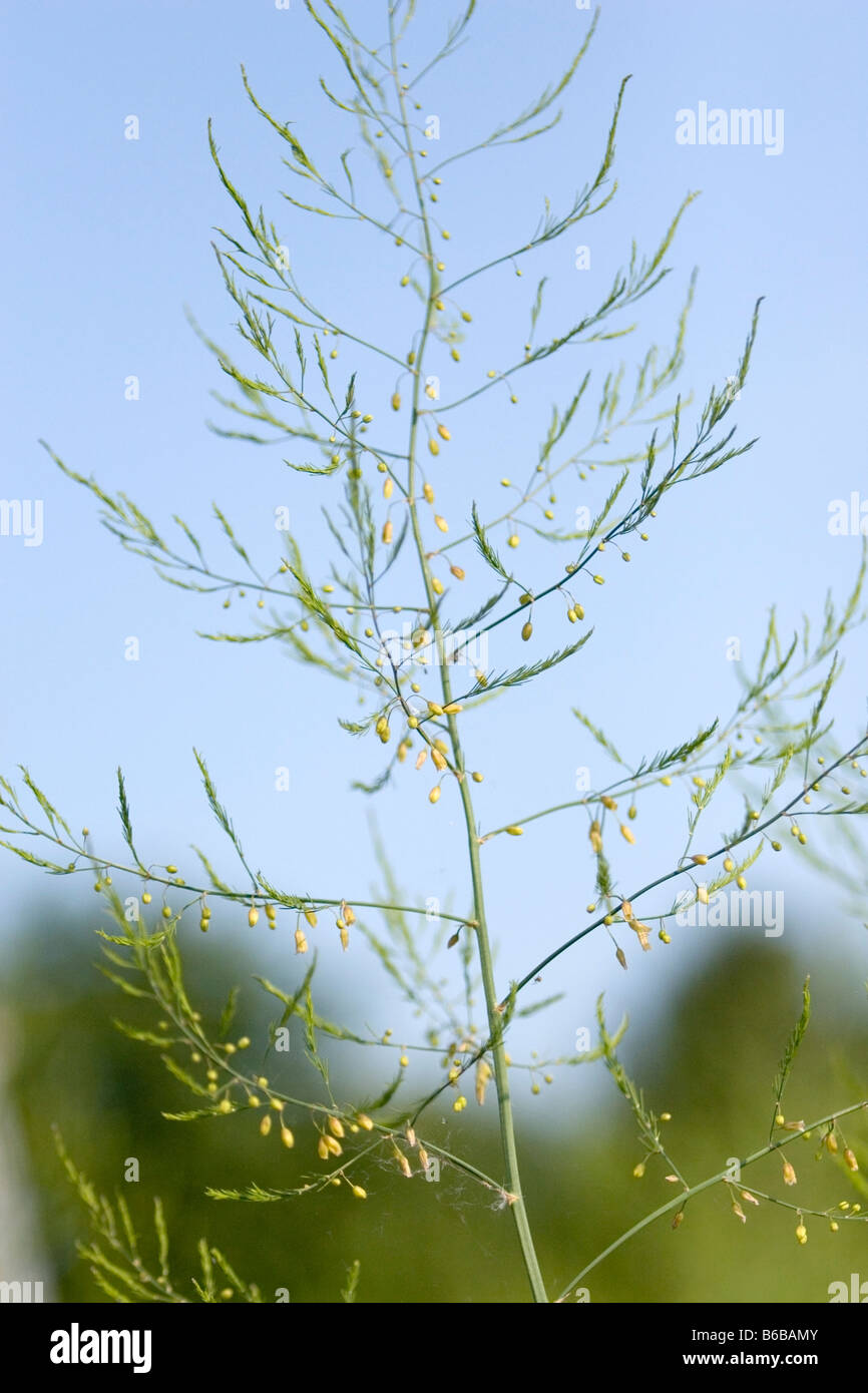 Asparagus (Asparagus officinalis) plant gone to seed Stock Photo Alamy