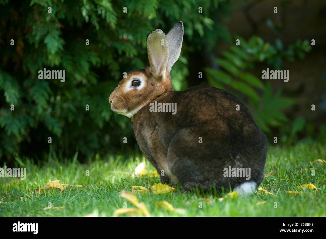 Brown Rex rabbit in the garden Stock Photo