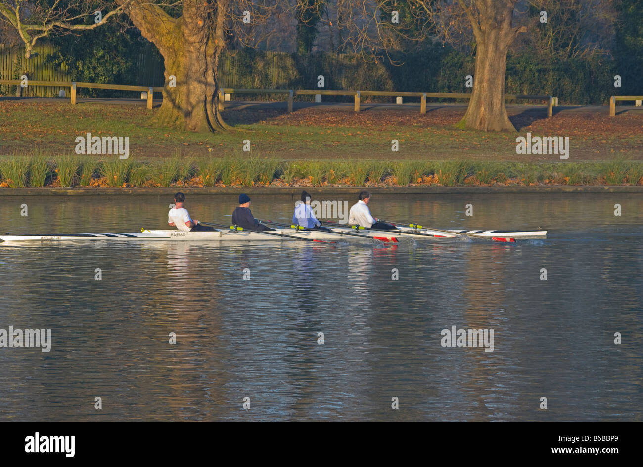 Early Morning Rowers Rowing On The River Thames at Kingston Upon Thames