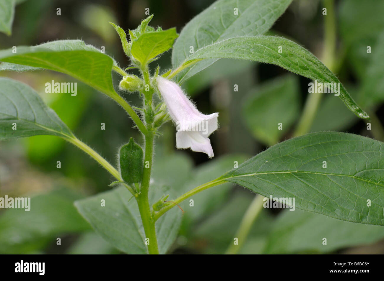 Sesame (Sesamum indicum), flowering Stock Photo