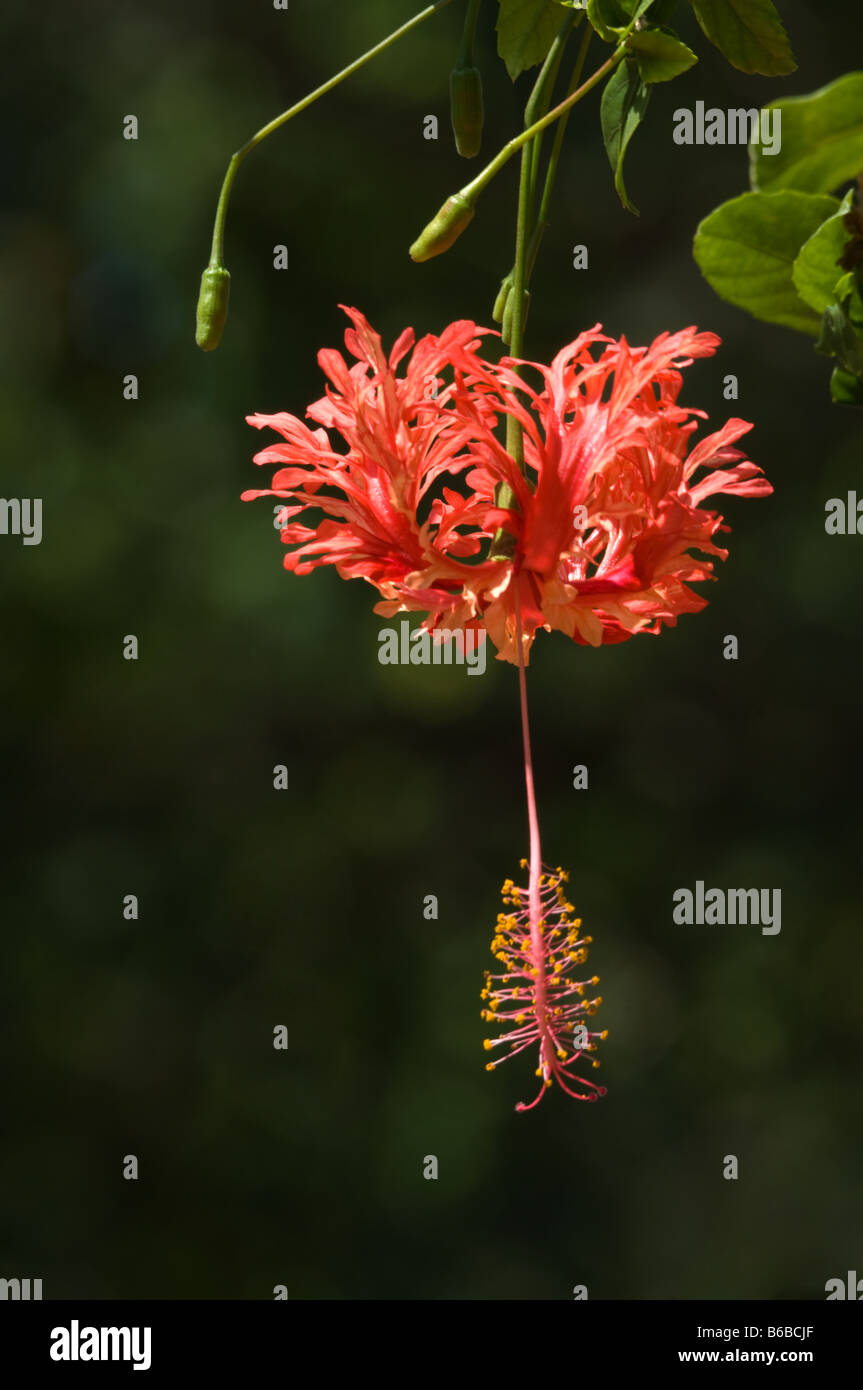 Japanese Lanterns (Hibiscus schizopetalus) flower Brown Botanic