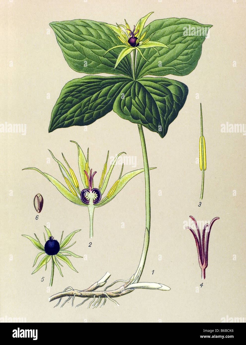 Paris quadrifolia, True-lover's Knot, poisonous plants illustrations Stock Photo