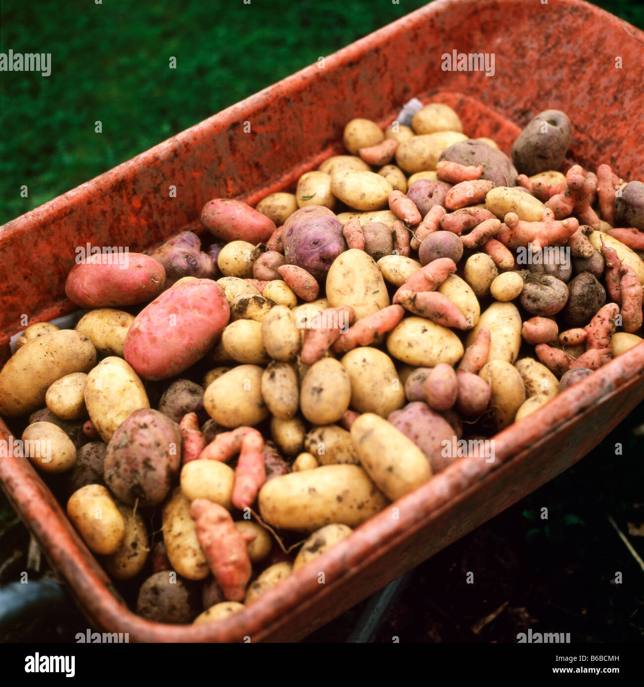 A wheelbarrow load of homegrown potatoes from a British organic garden Carmarthenshire Wales UK  KATHY DEWITT Stock Photo
