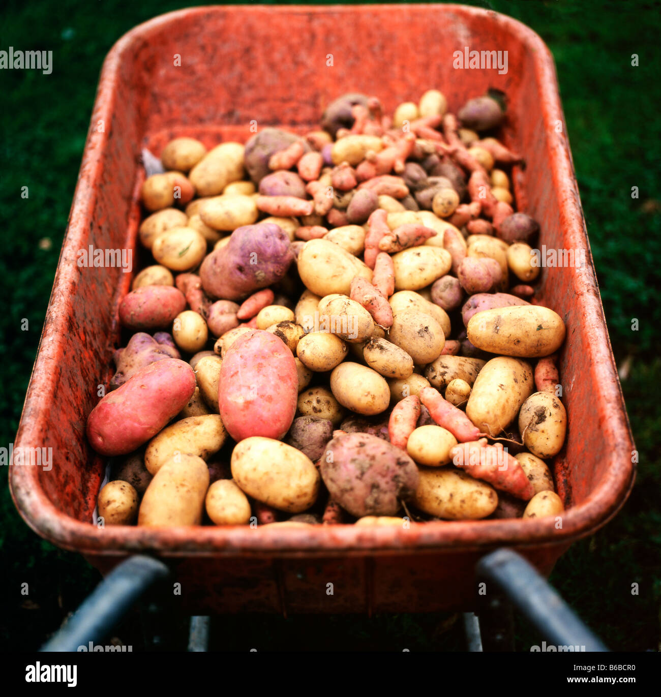 A variety of freshly dug homegrown potatoes in an orange wheelbarrow in an organic garden in Carmathenshire Wales UK Stock Photo