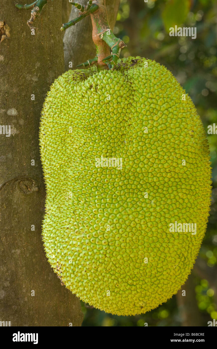 Jackfruit trees hires stock photography and images Alamy