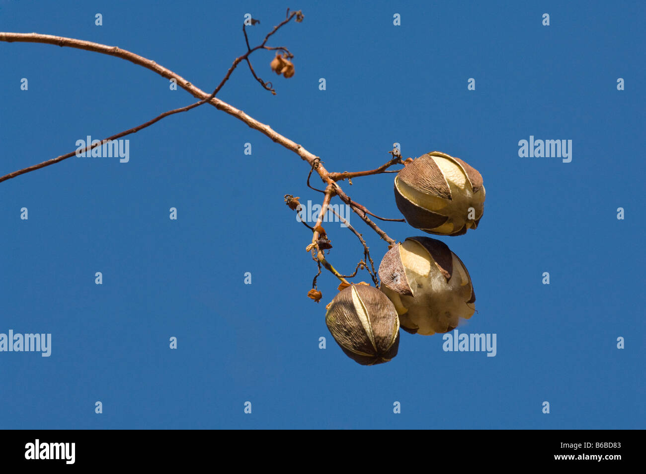 Kapak Bush (Cochlospermum fraseri) seed pods against sky Kakadu National Park Northern Territory Australia September Stock Photo