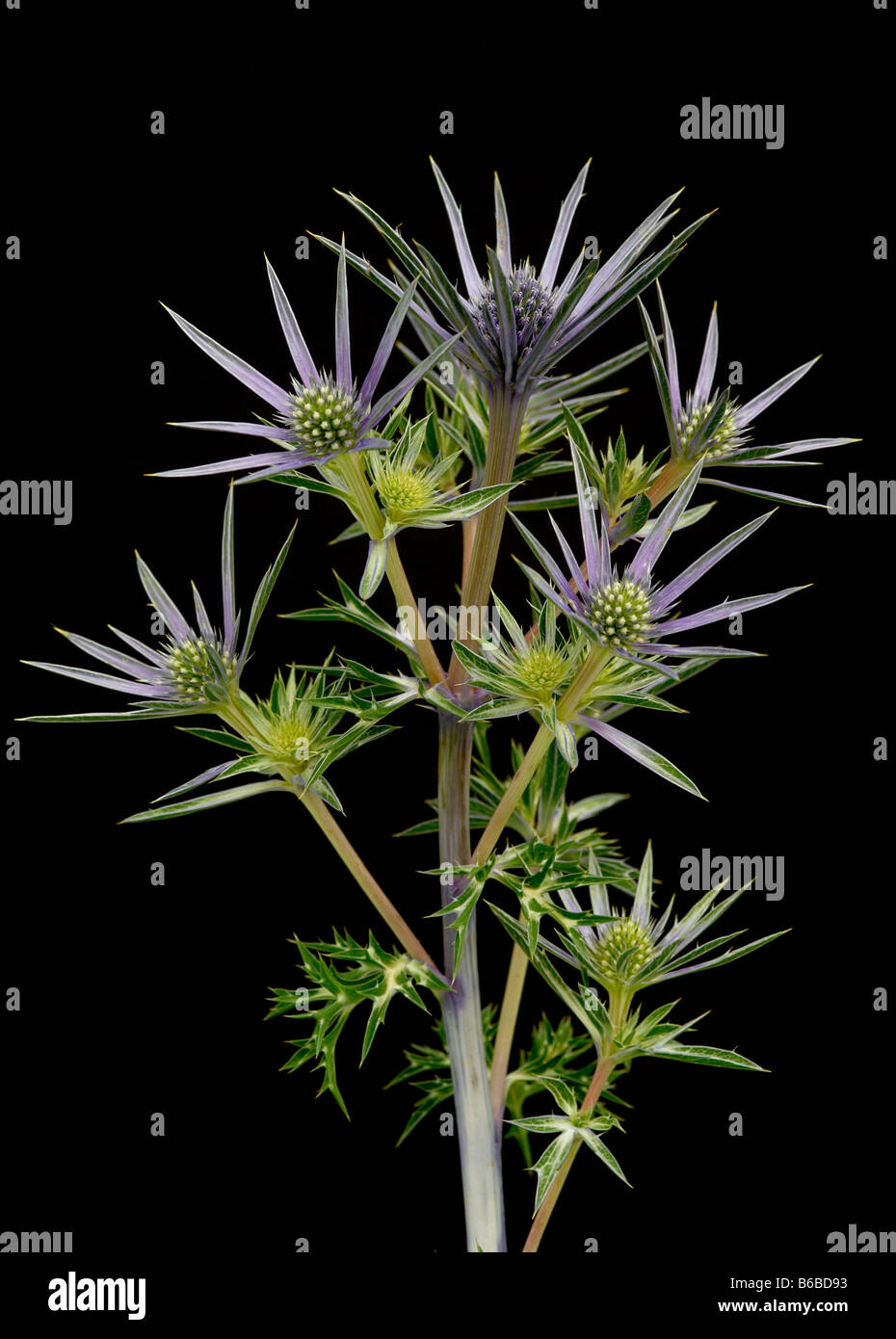 Sea Holly (Eryngium bourgatii Picos Amethyst) stem against black background. Stock Photo