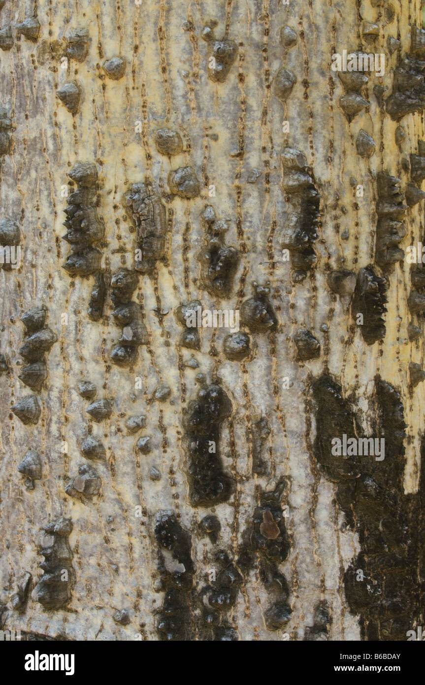 Kopak tree (Bombax ceiba) close-up of bark Mamukala Wetlands Park Northern Territory Australia Sept Stock Photo
