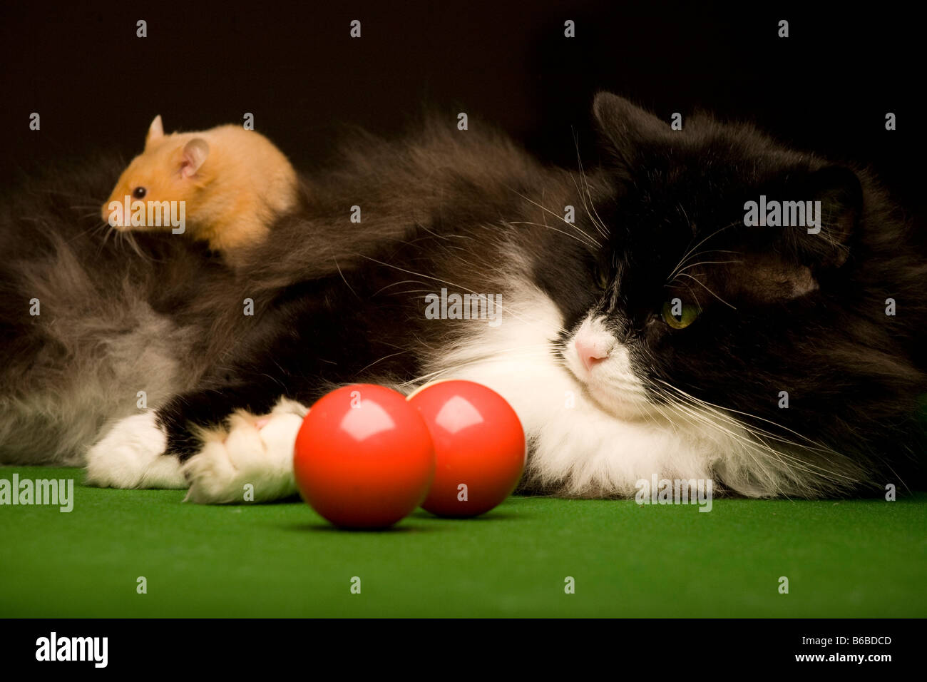 Cat and Hamster and balls on snooker table Stock Photo Alamy