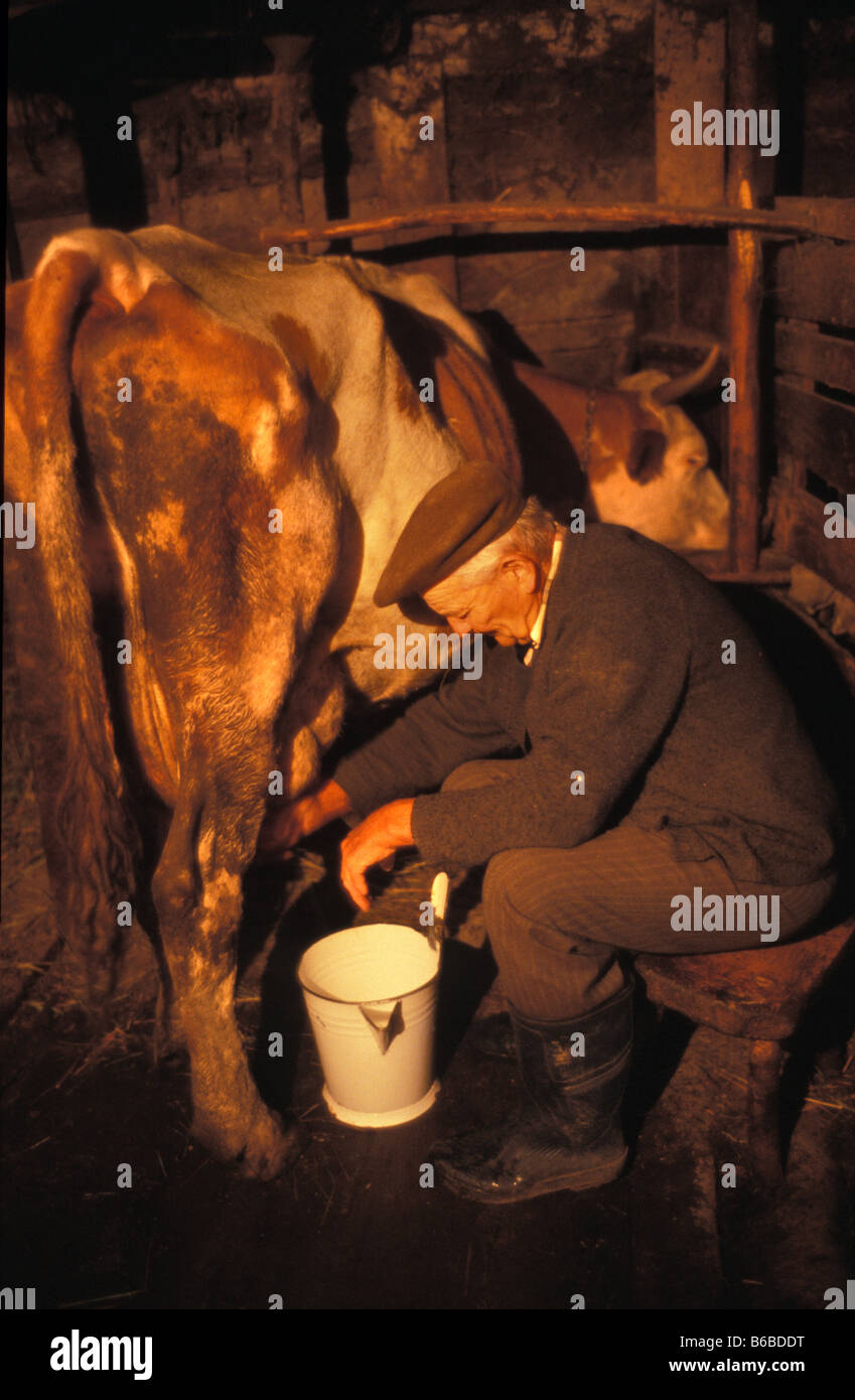 Old Man hand milking a cow at home in the village of Szekelyderz dariju romania transylvania Stock Photo