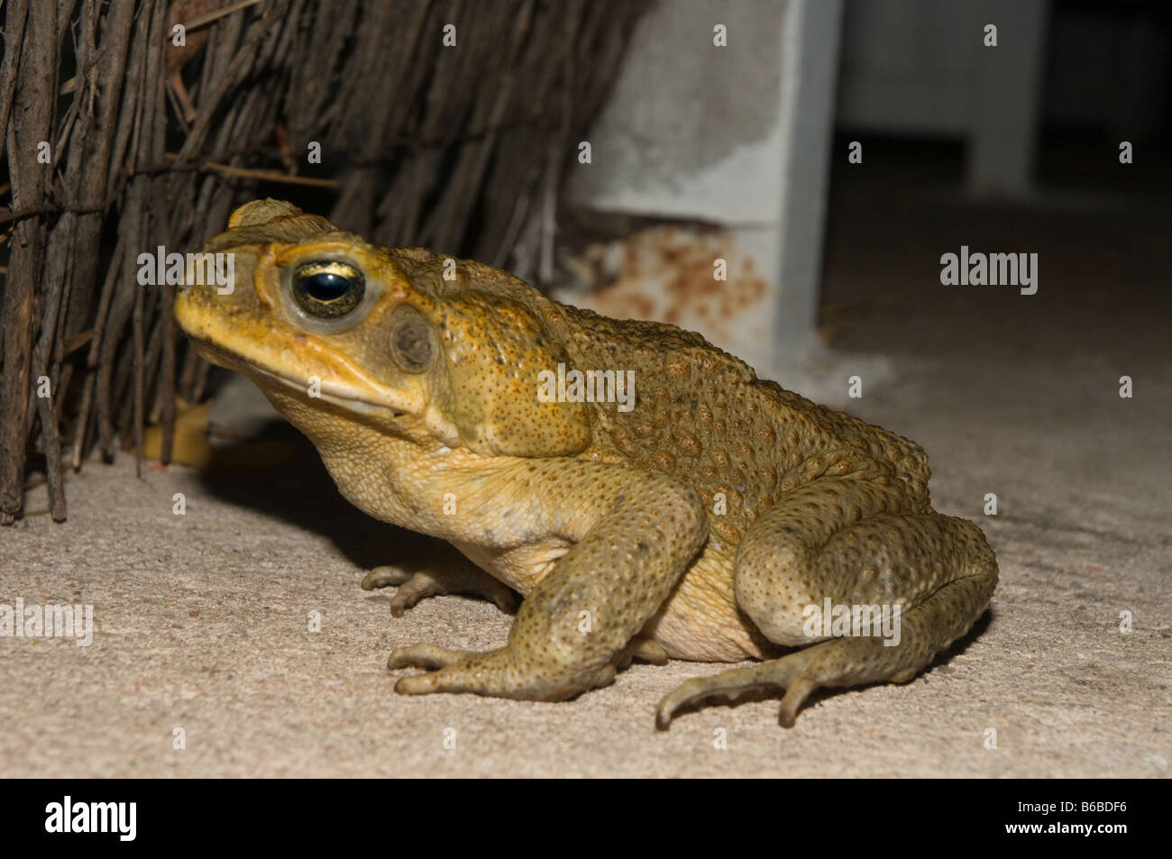 Cane Toad (Bufo marinus) adult introduced pest species Lichfield National Park Northern Territory Australia October Stock Photo