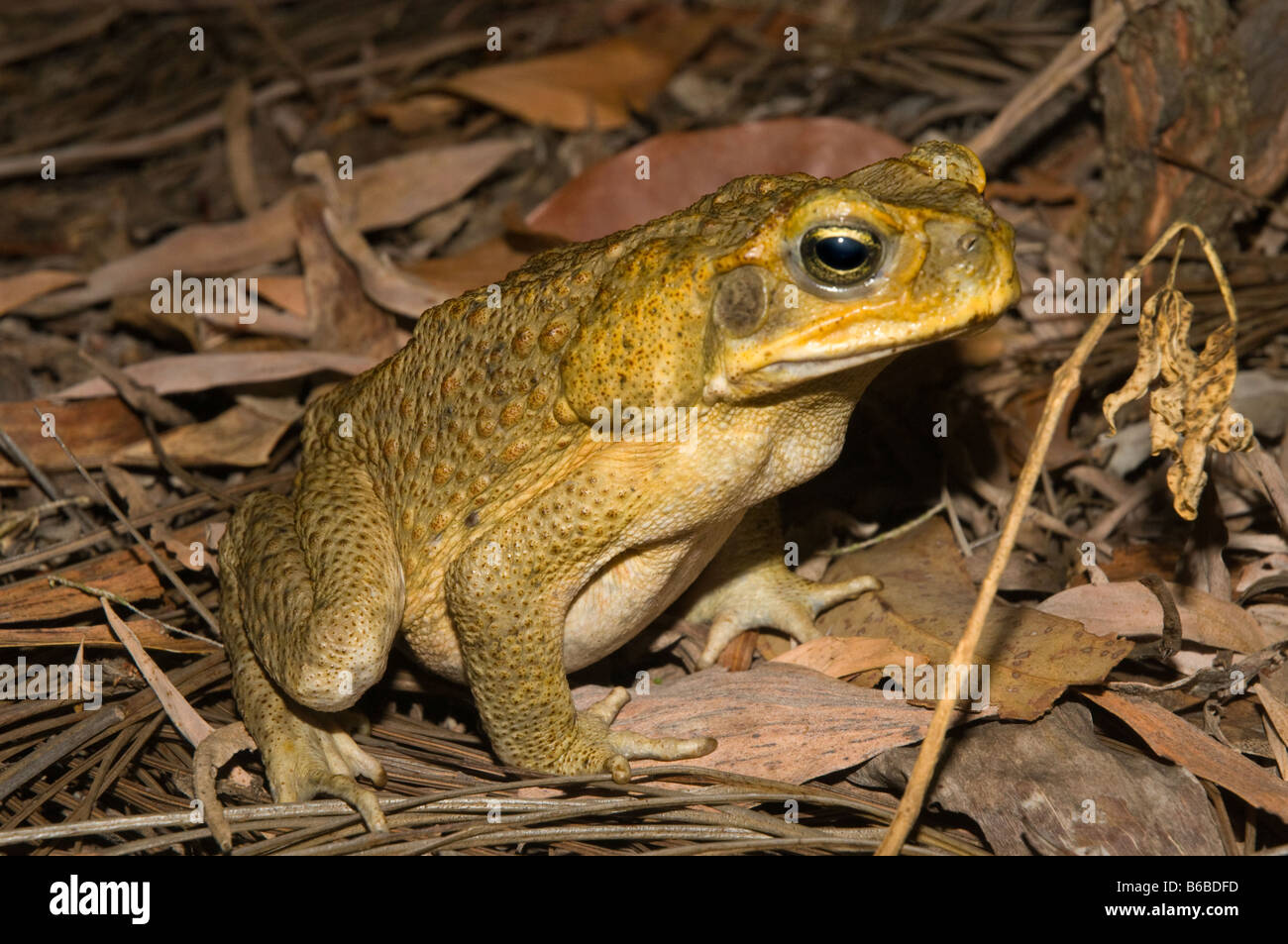Cane Toad (Bufo marinus) adult introduced pest species Lichfield National Park northern Territory Australia October Stock Photo