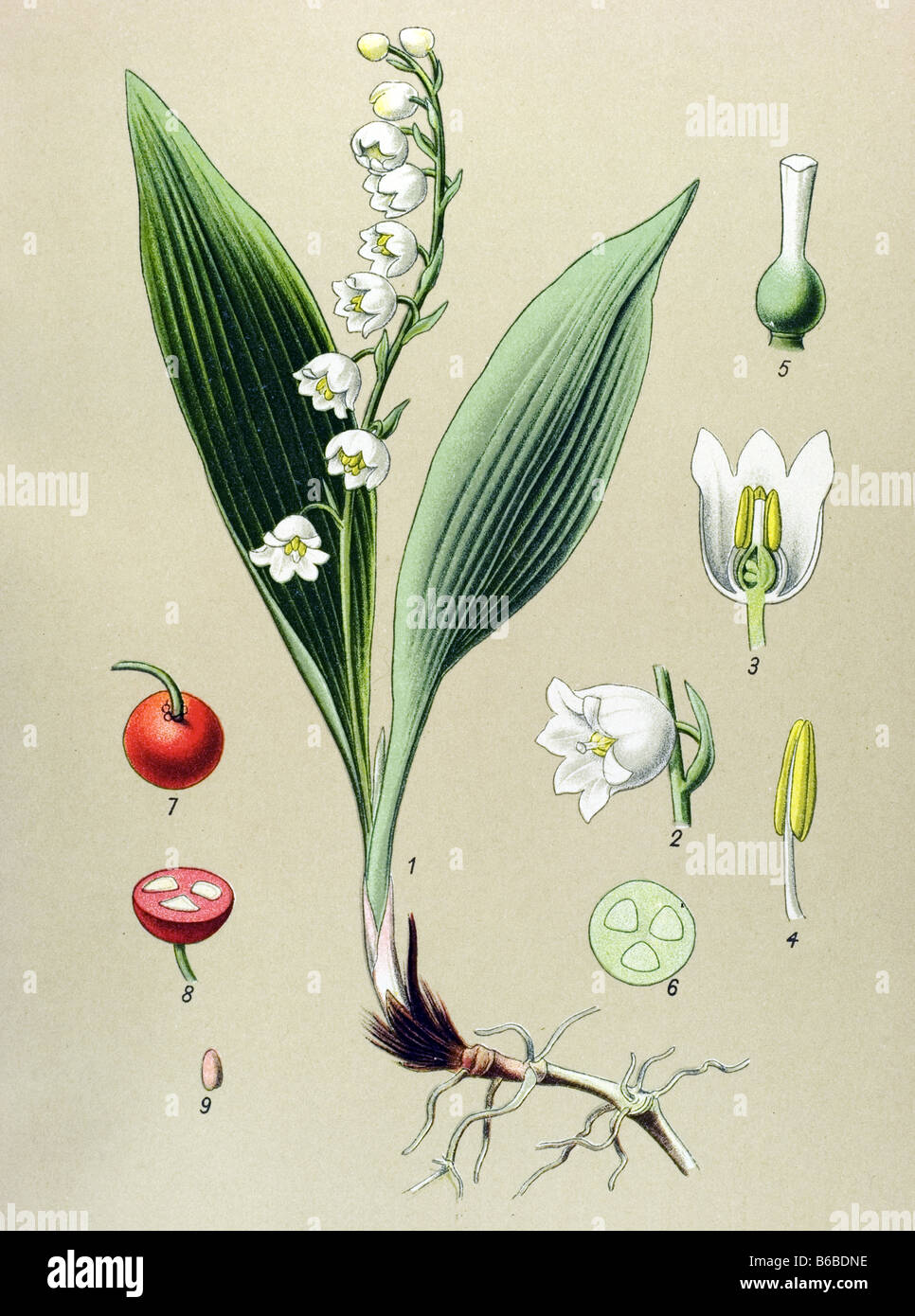 Convallaria majalis, Lily of the Valley, poisonous plants illustrations Stock Photo
