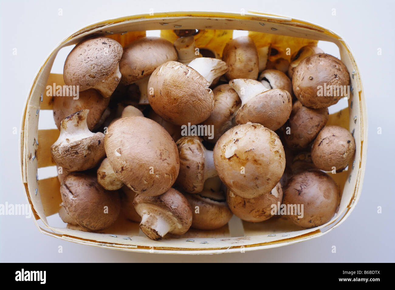 fresh brown button field mushroom Stock Photo