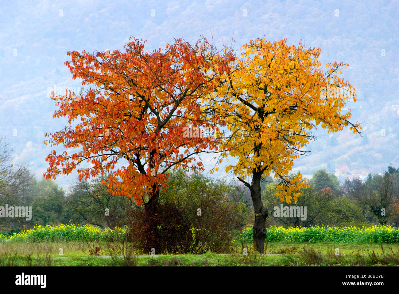 Apple trees autumn hi-res stock photography and images - Alamy