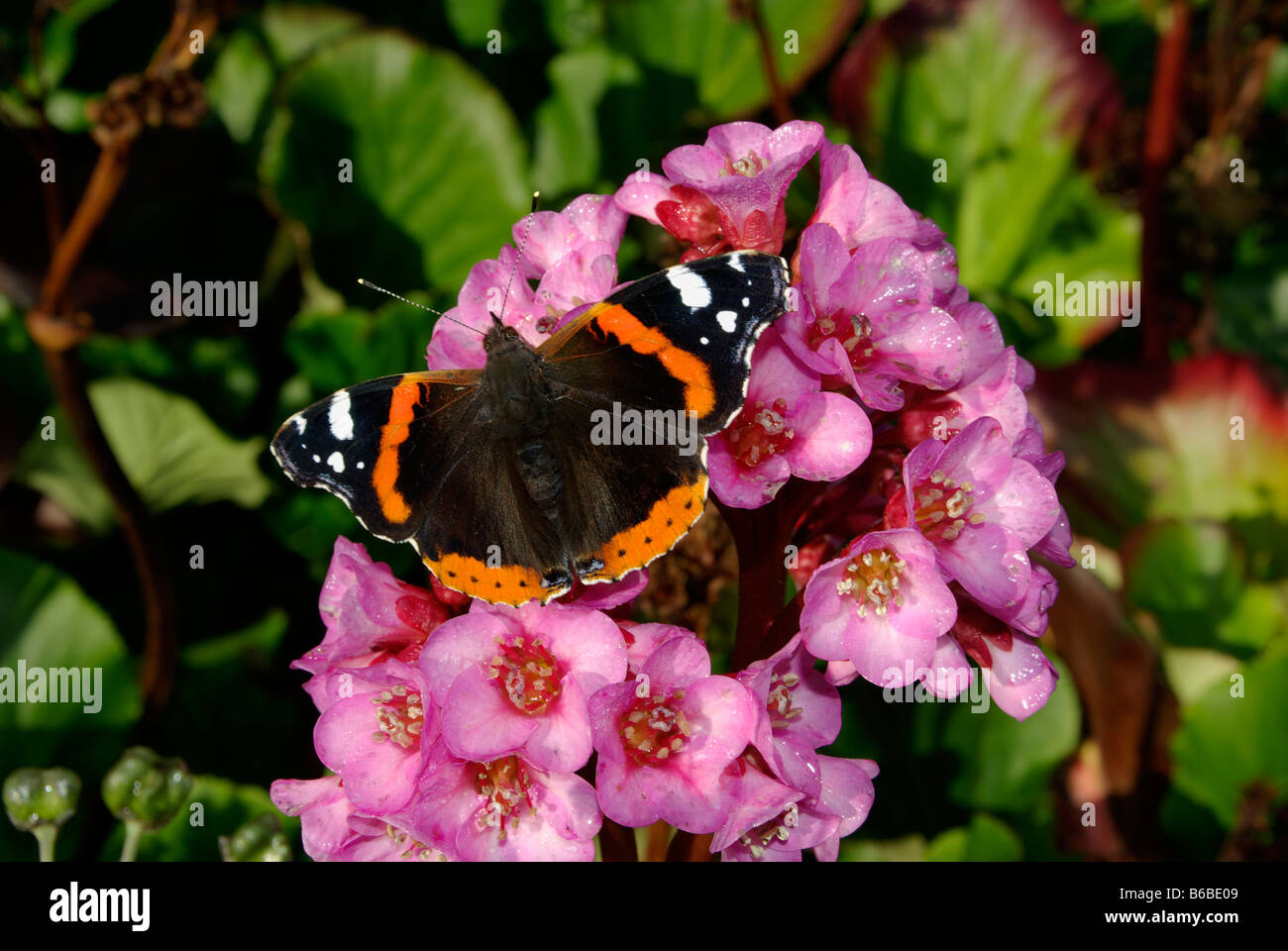 red admiral butterfly Vanessa atalanta on bergenia cordifolia sp. Stock Photo