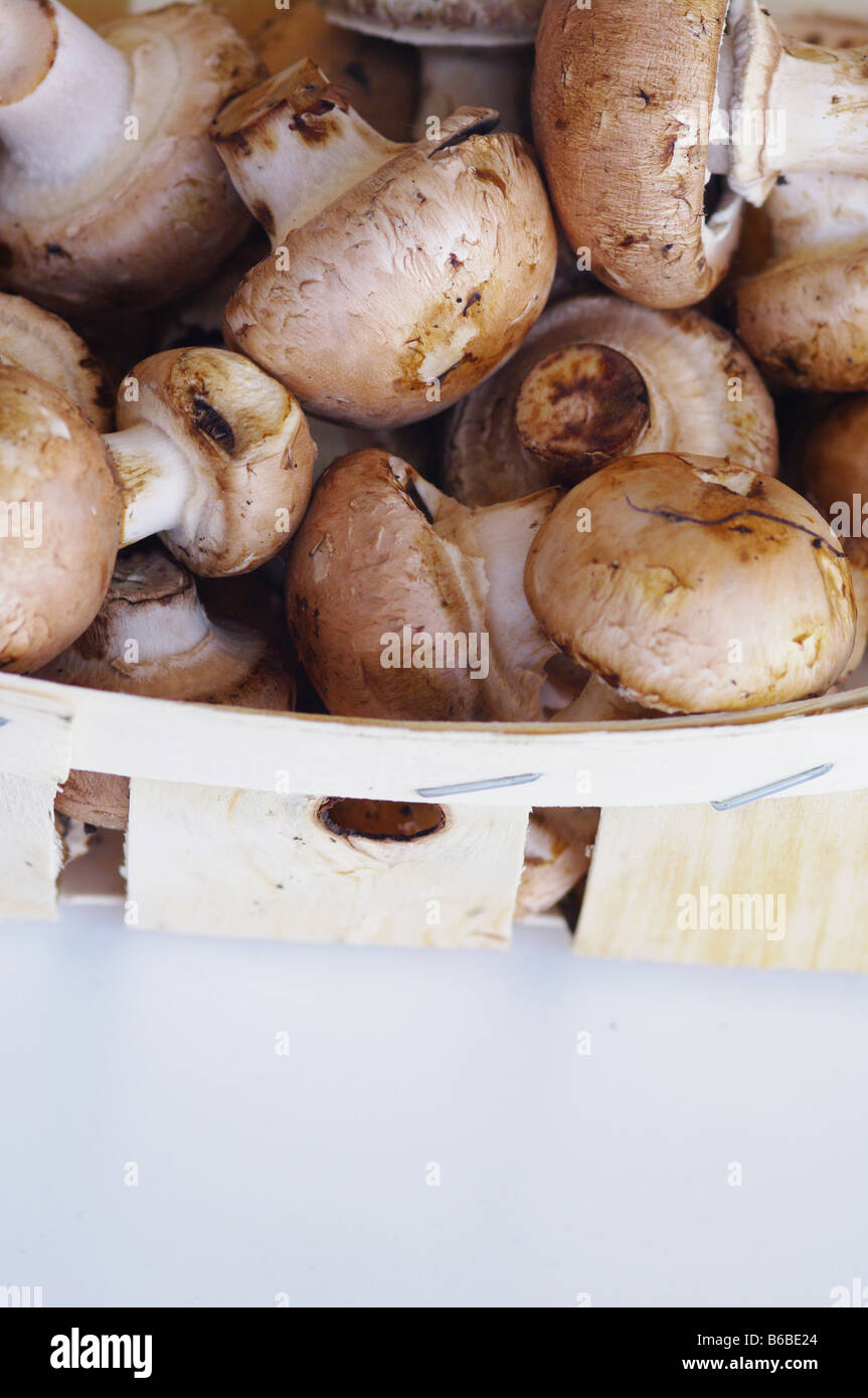 fresh brown button field mushroom Stock Photo