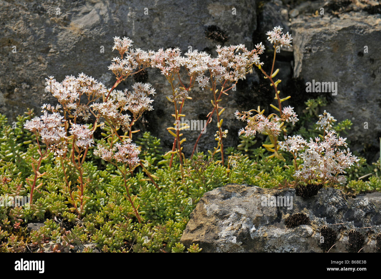 White Stonecrop (Sedum album), flowering Stock Photo