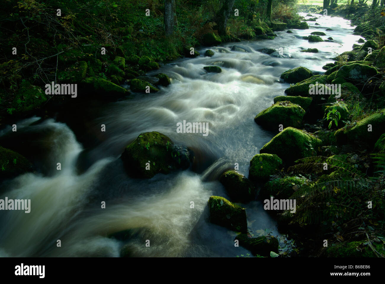 Forest stream water flow stones hi-res stock photography and images - Alamy