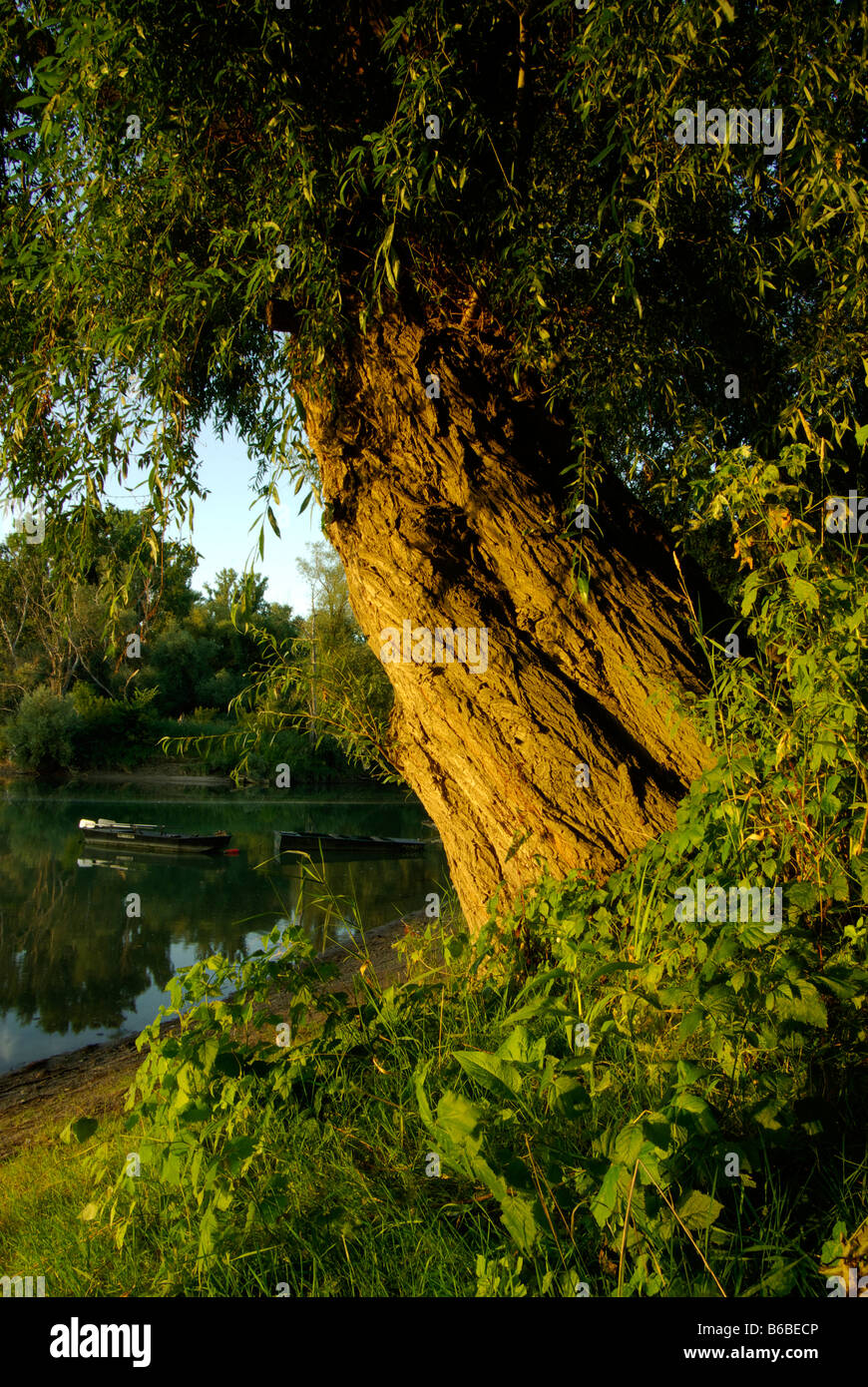 crack willow salix fragilis in evening sunlight by a lake with a boat ...