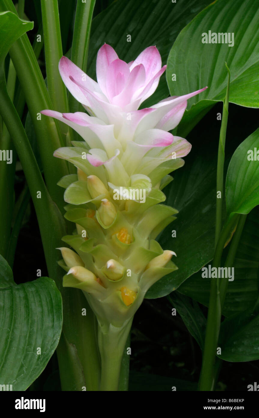 Turmeric (Curcuma longa, Curcuma domestica), flower Stock Photo