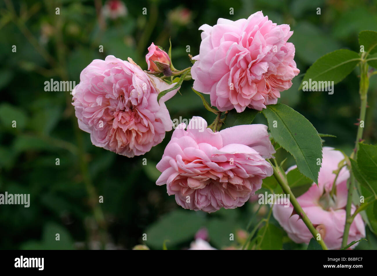 Rose (Rosa sp.), variety: Colette, flower Stock Photo